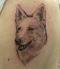 tattoo Schäferhund