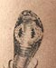 Tattoo Schlange (Kobra)