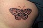 Tattoo Schmetterling