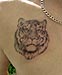 Tattoo Tiger