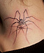 Tattoo Weberknecht